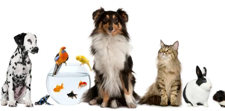 Pet store System and Software in Calgary, Alberta, Saskatchewan,Edmonton